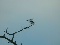 Silhouette image of dragonfly