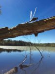 Dragonfly over main pond, Unexpected Wildlife Refuge photo