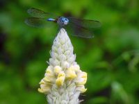 Male blue dasher dragonfly