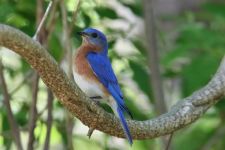 Eastern bluebird