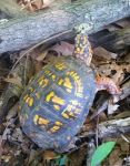 Eastern box turtle, photo by Chris Tlapa