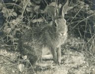 Eastern cottontail rabbit, courtesy Bob Repenning