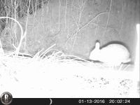 Eastern cottontail rabbit; Unexpected Wildlife Refuge trail camera photo
