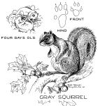Eastern gray squirrel biology drawing, by Hope Sawyer Buyukmihci, co-founder