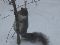 Eastern gray squirrel safe at the Refuge, Unexpected Wildlife Refuge trail camera photo
