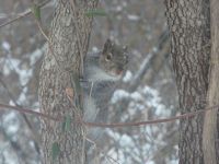 Eastern gray squirrel in snow, Unexpected Wildlife Refuge photo