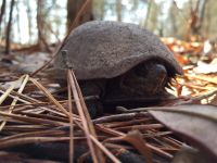 Eastern mud turtle, Unexpected Wildlife Refuge
