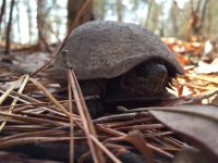 Eastern mud turtle, Unexpected Wildlife Refuge photo