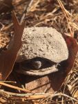 Mud turtle, Unexpected Wildlife Refuge photo