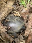Eastern mud turtle, Unexpected Wildlife Refuge photo