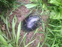 Eastern painted turtle on shore of main pond, Unexpected Wildlife Refuge photo