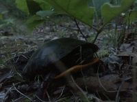 Eastern painted turtle preparing egg nest, Unexpected Wildlife Refuge photo