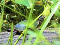 Eastern painted turtle on log in main pond, Unexpected Wildlife Refuge photo