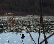 , Eastern painted turtle, main pondUnexpected Wildlife Refuge photo