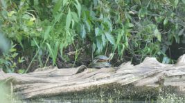 Eastern painted turtle on eastern mud turtle; Unexpected Wildlife Refuge photo