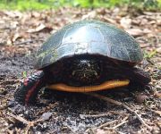 Eastern painted turtle, Unexpected Wildlife Refuge photo