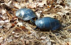Eastern painted turtles, Unexpected Wildlife Refuge photo