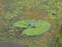 Male eastern pondhawk dragonfly, Unexpected Wildlife Refuge photo