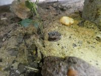 Eastern spadefoot toad, Unexpected Wildlife Refuge photo