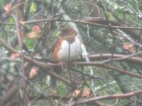 Eastern towhee, Unexpected Wildlife Refuge photo