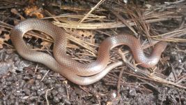 Eastern worm snake, Unexpected Wildlife Refuge photo