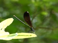 Female ebony jewelwing damselfly