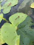 Lilypad forktail damselfly