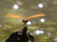 Dragonfly (flame skimmer?), Unexpected Wildlife Refuge photo