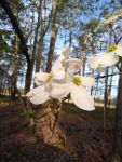 Flowering dogwood, Unexpected Wildlife Refuge photo