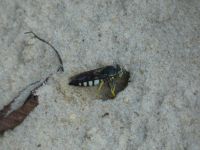 Four-banded stink bug hunter wasp at work, Unexpected Wildlife Refuge photo