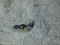Four-banded stink bug hunter wasp at work, Unexpected Wildlife Refuge photo