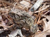 Fowler's toad