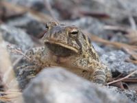 Fowler's toad at Miller Pond, Unexpected Wildlife Refuge photo
