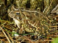 Fowler's toad, Unexpected Wildlife Refuge photo