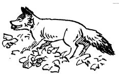 Fox, sketch by Hope Sawyer Buyukmihci, Refuge co-founder and artist