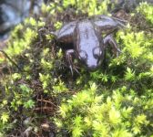 Frog, Unexpected Wildlife Refuge photo