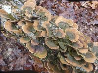 Fungi on fallen tree, Unexpected Wildlife Refuge photo