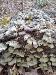 Fungi on log, Unexpected Wildlife Refuge photo
