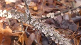 Fungi on tree branch, Unexpected Wildlife Refuge photo