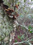 Fungi growing on tree at Muddy Bog, Unexpected Wildlife Refuge photo