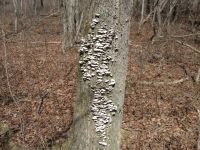 Fungi on tree, photo by Dave Sauder