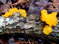 Fungi on log, Unexpected Wildlife Refuge photo