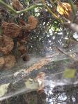 Funnel-web spider web, Unexpected Wildlife Refuge photo