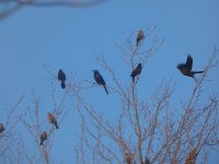 Grackles and red-winged blackbirds in trees, Unexpected Wildlife Refuge photo