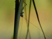 Grasshopper on wool grass, Unexpected Wildlife Refuge photo
