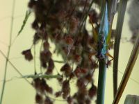 Grasshopper on wool grass, Unexpected Wildlife Refuge photo