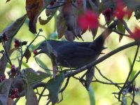 Gray catbird picking berry in dogwood tree, Unexpected Wildlife Refuge photo