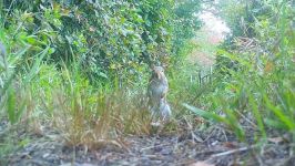 Gray squirrel, Unexpected Wildlife Refuge trail camera photo