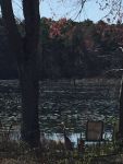 Great blue heron, Unexpected Wildlife Refuge photo