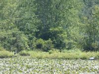 Great blue heron and great egret in main pond, Unexpected Wildlife Refuge photo